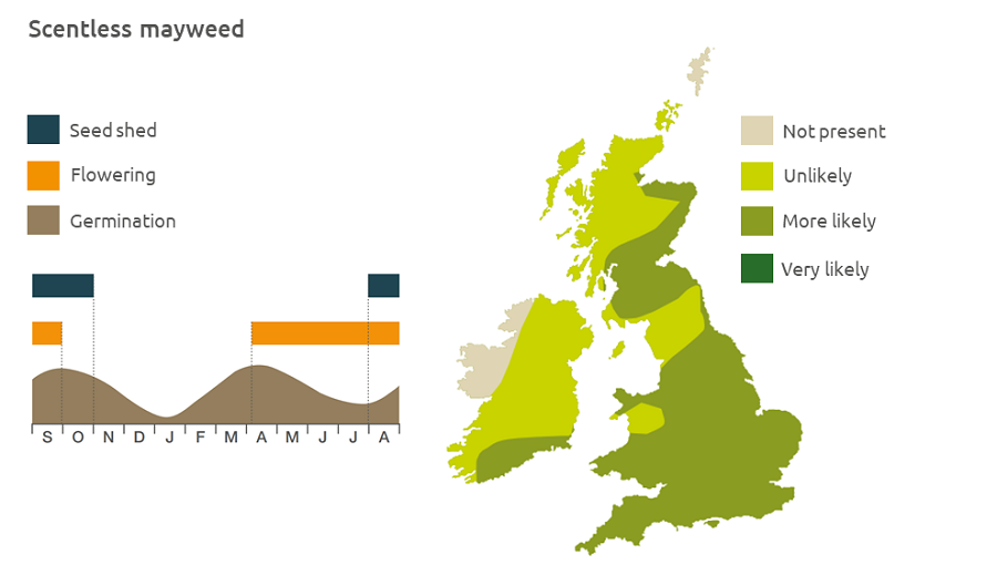Scentless mayweed life cycle and UK distribution